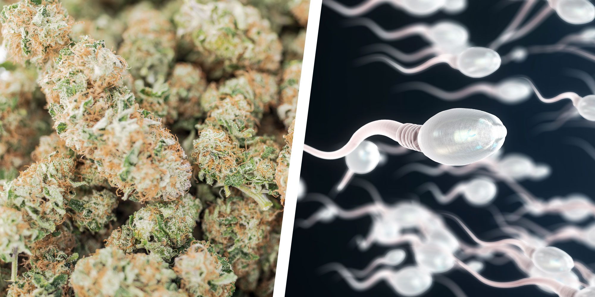 cannabis buds and sperm