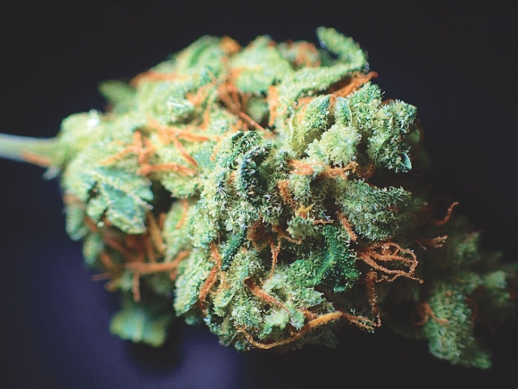 cannabis bud